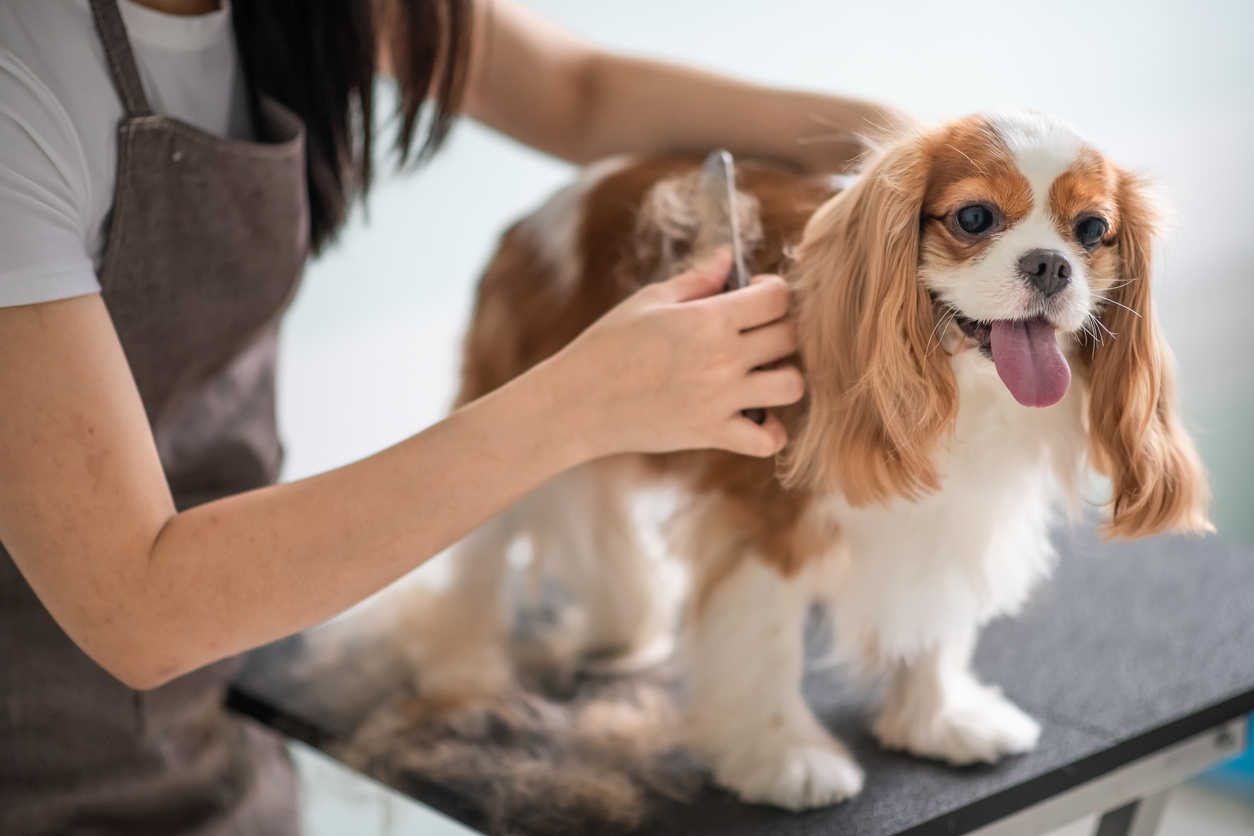 Pet care