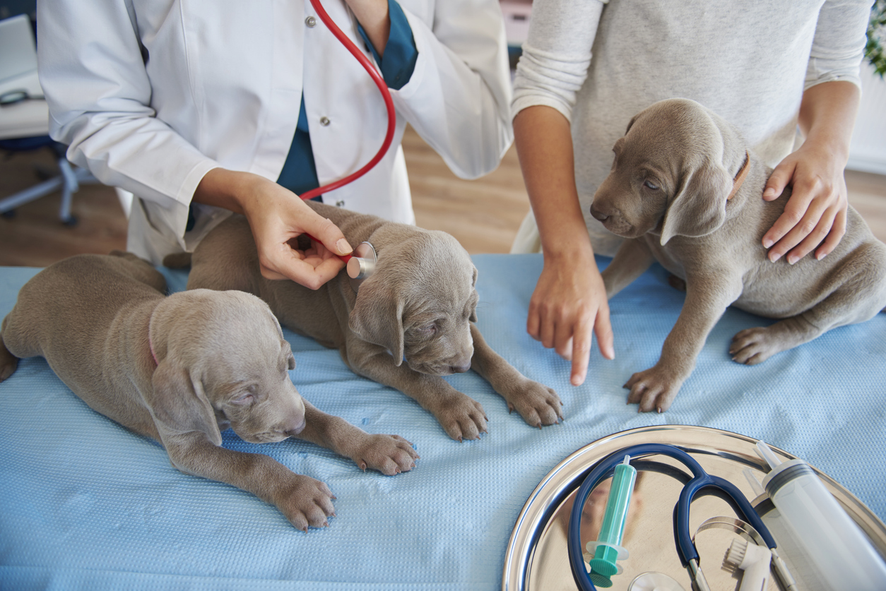 Veterinary office